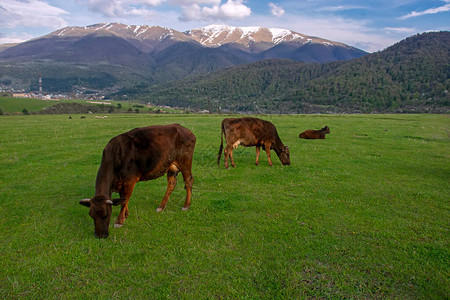 在绿地上放牧牛群图片