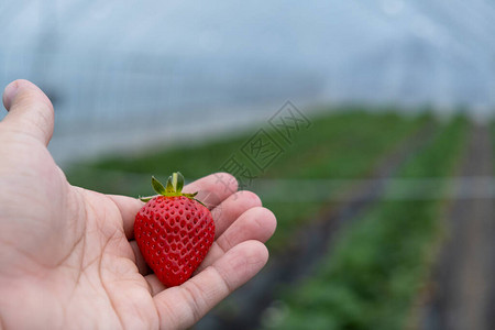 日本藤桥县Haga区Mashiko当地有机农场的雄手新鲜草莓鲜嫩图片