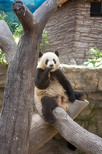 北京动物园一棵树上图片