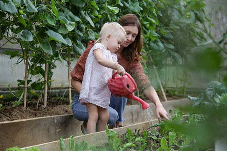 可爱的蹒跚学步的小女孩用水可以在有机菜园里浇水妈和她的女儿花背景图片