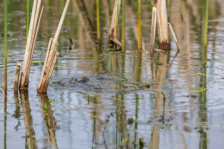 池塘水伙伴的青蛙自然栖息地野图片