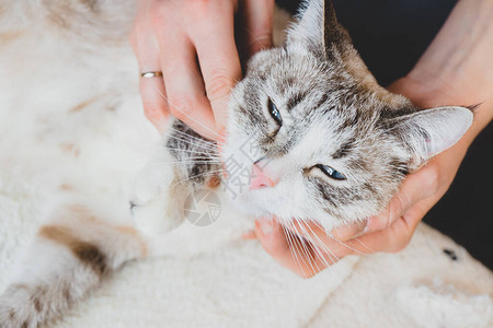 减轻应激反应猫颈部和下巴图片