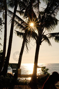 在棕榈树的叶子后面的太阳图片