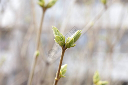 春天伊始树上的芽开着月亮变绿图片