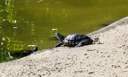 在池塘岸边的海龟温暖的图片