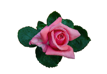 玫瑰花粉红色花朵白图片