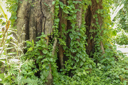 印度尼西亚爪哇婆罗浮屠上长满藤本植物的大树雨林中藤本植物覆盖的图片