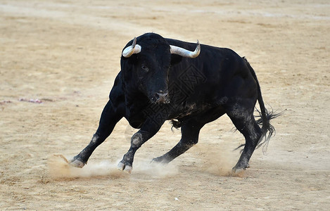 西班牙养牛场上的一图片