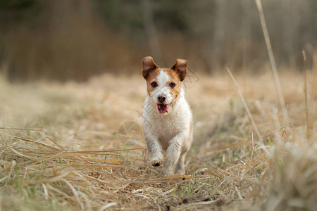 狗在田野里跑自然界中活跃的宠物小杰克罗素梗背景图片