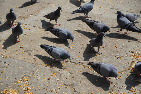 一群鸽子在公共喂食点以玉米和小麦为食图片