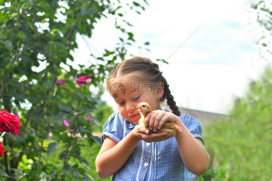 快乐的微笑小女孩在乡间别墅外抱着她的母鸡图片
