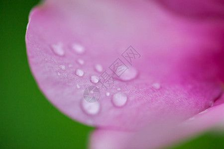 粉红色花瓣上的水滴浅图片