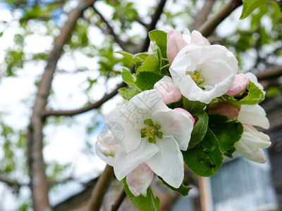 春日盛开的苹果树图片