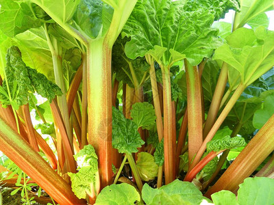 种植蔬菜时生长的rhubarbRheumrhabarba图片