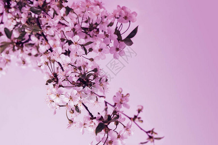 温柔的春天背景樱桃的花枝特写图片