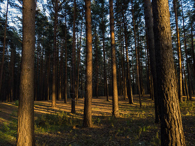 夕阳下森林中的场景阳光照射图片