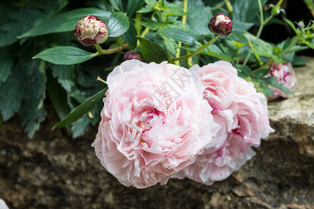 紧贴着大而微妙的粉红小玫瑰盛开在夏花园里阳光直接照耀在图片