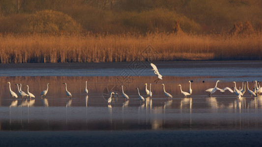 大Egret集团在湖图片