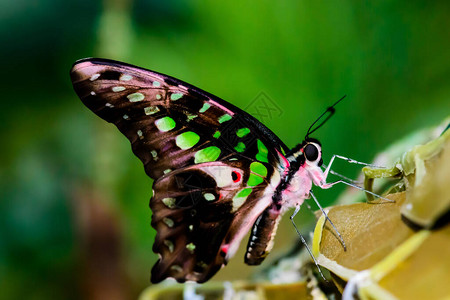 一只壮丽的大蝴蝶坐着翅膀的奇妙色彩高清图片