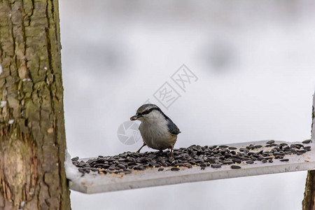 Nuthatch在寒冷的冬天从种图片