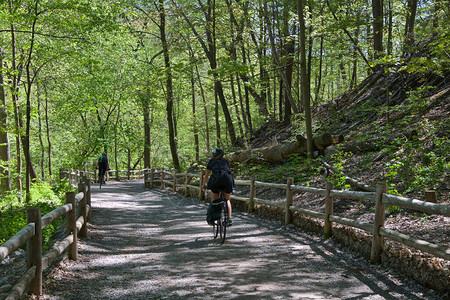 森林小径上的骑自行车者家庭骑脚踏车出行在平淡的图片