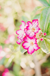 背景与adeniumobesum植物或沙漠玫瑰花夏图片