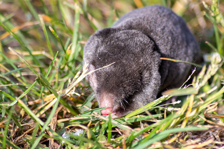 可爱的小黑鼹鼠talpaeuropaea在草地田野或花园的绿草中寻找挖掘隧道系统和创造大鼹鼠丘并将昆虫作为食图片