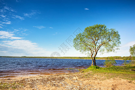 湖边的孤树阳光明日的农村景象度假休息的地方白俄罗斯的Se图片