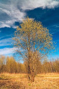 树上一棵浅黄青毛的树在柳树图片