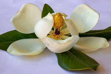 大型花朵木兰树马格努图片