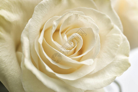 美丽的白玫瑰花束特写图片
