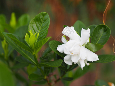 白花栀子茉莉花茉莉花茉莉花或茉莉花开着闪亮的绿叶图片