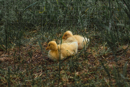黄毛小鸭子的家族小鸭子在笼子里散图片