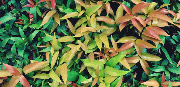 花园公以蓝色复古色调为背景的美丽红黄和绿叶灌木图片
