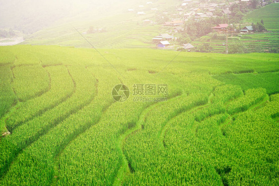 山背景下稻田的美丽阳光图片