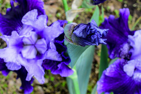 花园里有紫色的花朵在公园里的清晨春图片