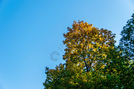 秋天颜色的树背景是蓝天图片