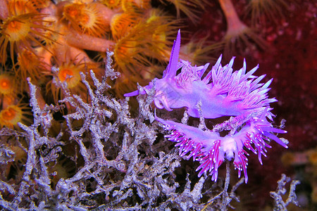 海蛞蝓FlabellinaaffinisCaboCopePuntasdelCalnegre自然公园地中海穆尔西亚图片