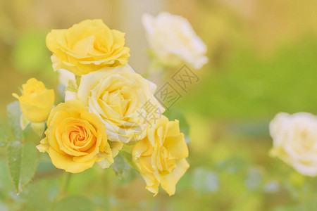 被橙色光包围的黄玫瑰花束图片