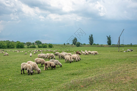 羊群在绿色牧场图片