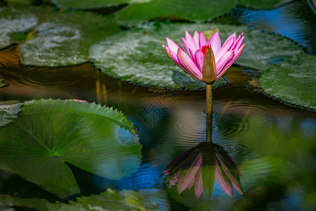 美丽的粉紫色睡莲或花睡莲在古老的翠绿池塘中睡莲的大叶子覆盖水面水厂五颜六色的背景图片