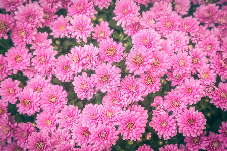 粉红的鲜花菊花千万美丽的图片