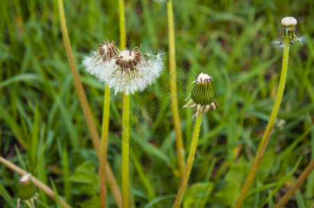 春天绿草中的白色蓬松蒲公英图片