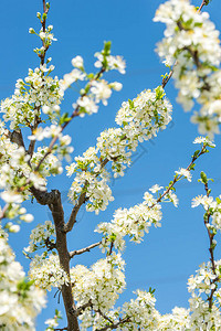 苹果树开花的树枝图片