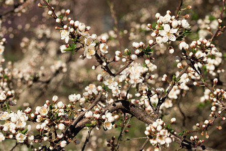 春花樱树图片