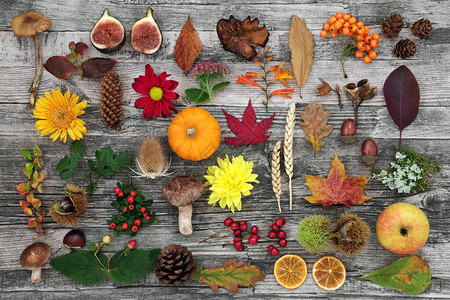 秋季植物学研究的自然成分图片