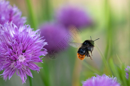 大黄蜂从韭菜植物开花中采集花蜜图片