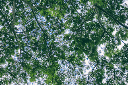 树木和绿叶背景图片