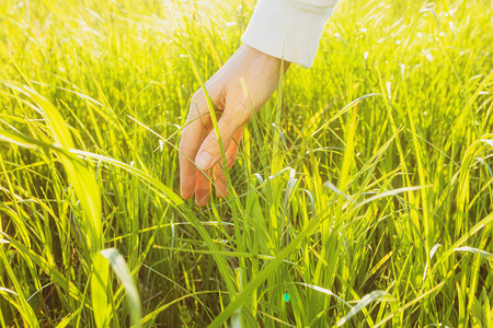 女手触摸草地上的草夕阳的璀璨光芒自然自由春天夏天的概念图片