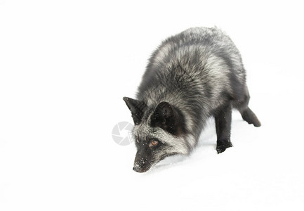 银狐狸Vulpesvulpes是美国蒙大拿山雪中奔跑的红狐的图片